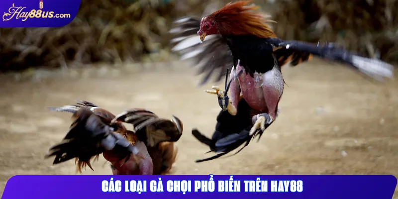 Các Loại Gà Chọi Phổ Biến Trong Đá Gà Hay88 Và Cách Nhận Biết 2 Các loại gà chọi phổ biến trên Hay88