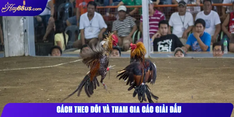 Các Giải Đấu Đá Gà Hay88 Hấp Dẫn Nhất Năm 2025 2 Cách theo dõi và tham gia các giải đấu