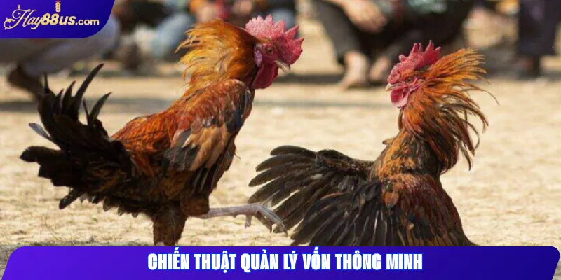 Top Chiến Thuật Đá Gà Hay88 Giúp Tăng Cơ Hội Thắng 2 Chiến thuật quản lý vốn thông minh