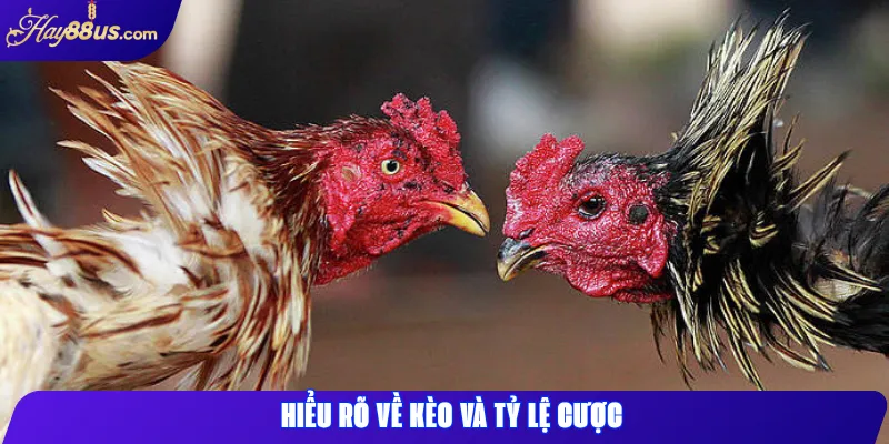 Top Chiến Thuật Đá Gà Hay88 Giúp Tăng Cơ Hội Thắng 1 Hiểu rõ về kèo và tỷ lệ cược