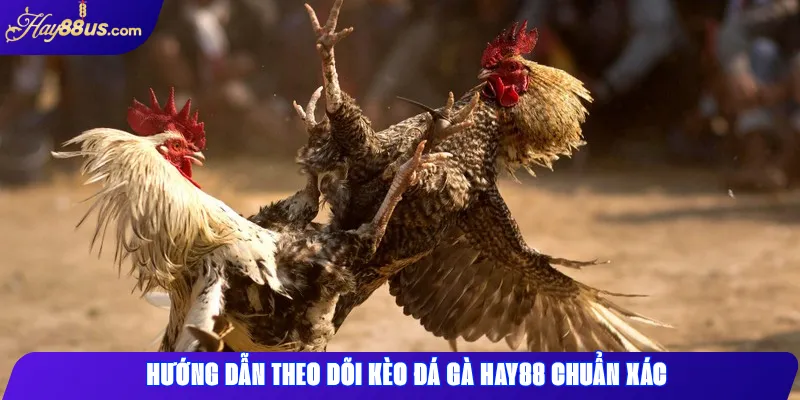 Cách Theo Dõi Kèo Đá Gà Hay88 Chuẩn Xác Nhất 2 Hướng dẫn theo dõi kèo đá gà Hay88 chuẩn xác