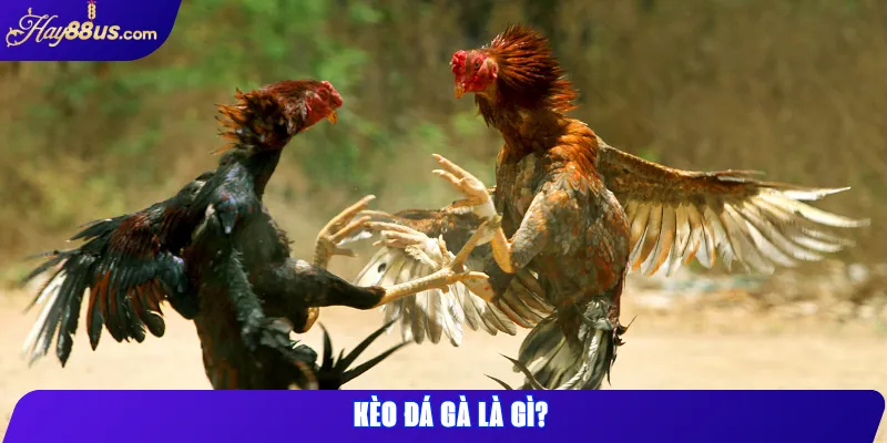 Cách Theo Dõi Kèo Đá Gà Hay88 Chuẩn Xác Nhất 1 Kèo đá gà là gì?