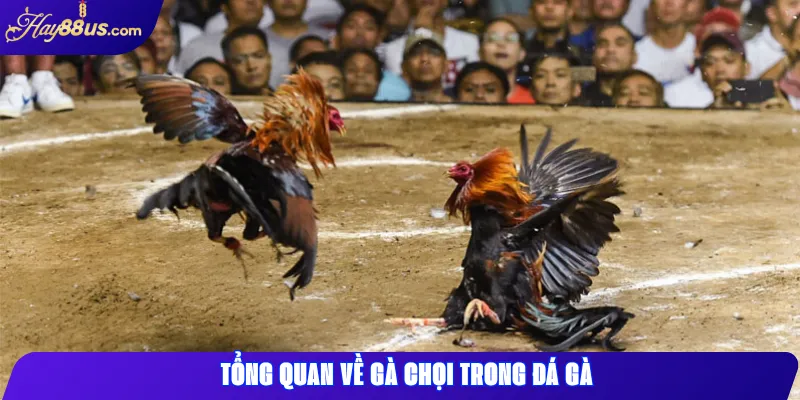 Các Loại Gà Chọi Phổ Biến Trong Đá Gà Hay88 Và Cách Nhận Biết 1 Tổng quan về gà chọi trong đá gà